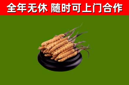 温县回收冬虫夏草