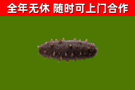 温县回收海参干